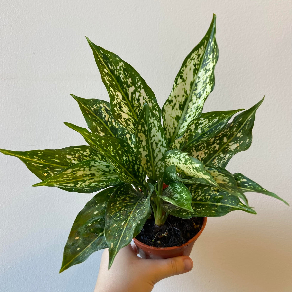 Aglaonema Snow White 4 Inch – JEWELWEED Flower & Plant Shop