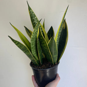 Sansevieria Golden Flame