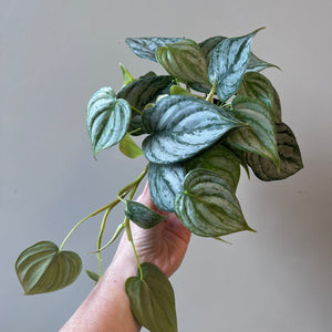 Philodendron Brandi