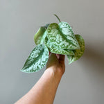 Silver Satin Pothos 4 Inch Pot