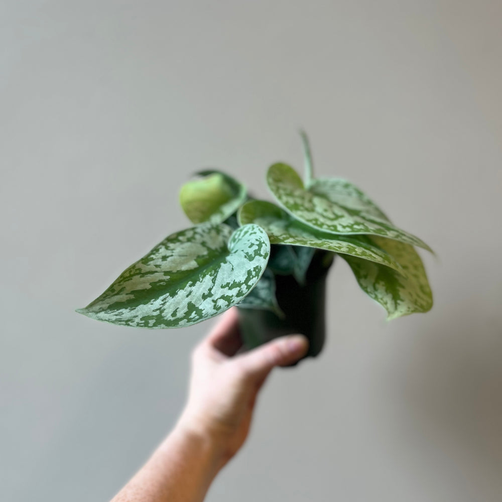 Silver Satin Pothos 4 Inch Pot