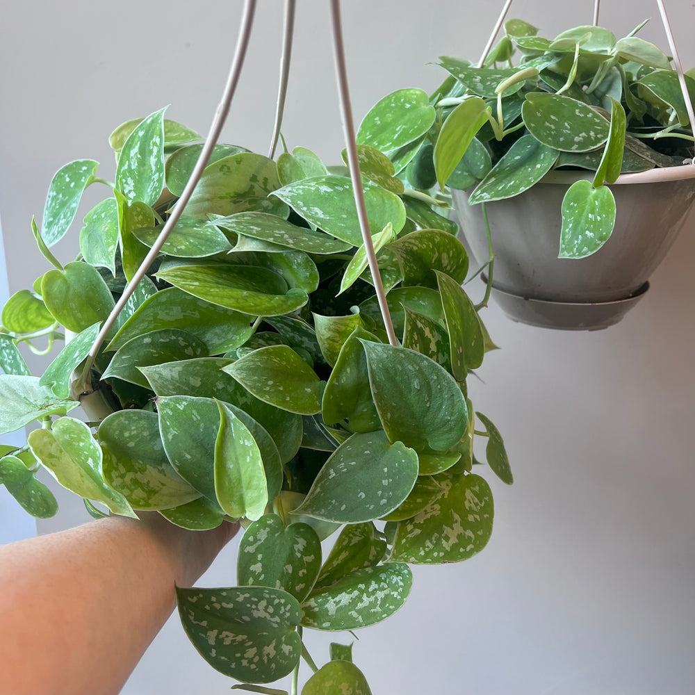 Silver Satin Pothos Hanging Basket