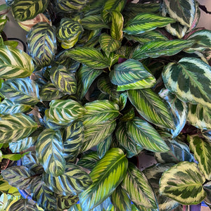 Calathea Unique Assortment