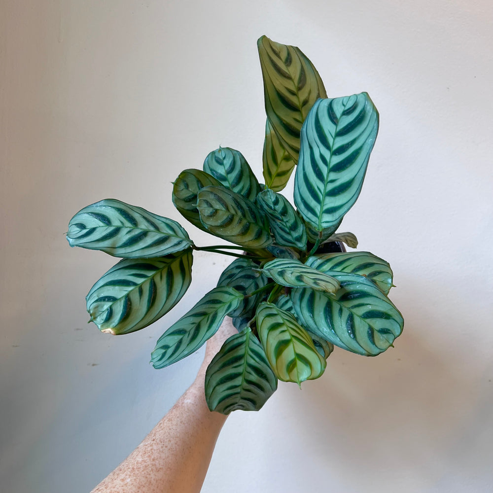 Calathea Burle Marx