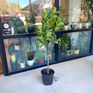 Ficus Little Fiddle Tree