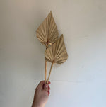 Dried Palm Spear