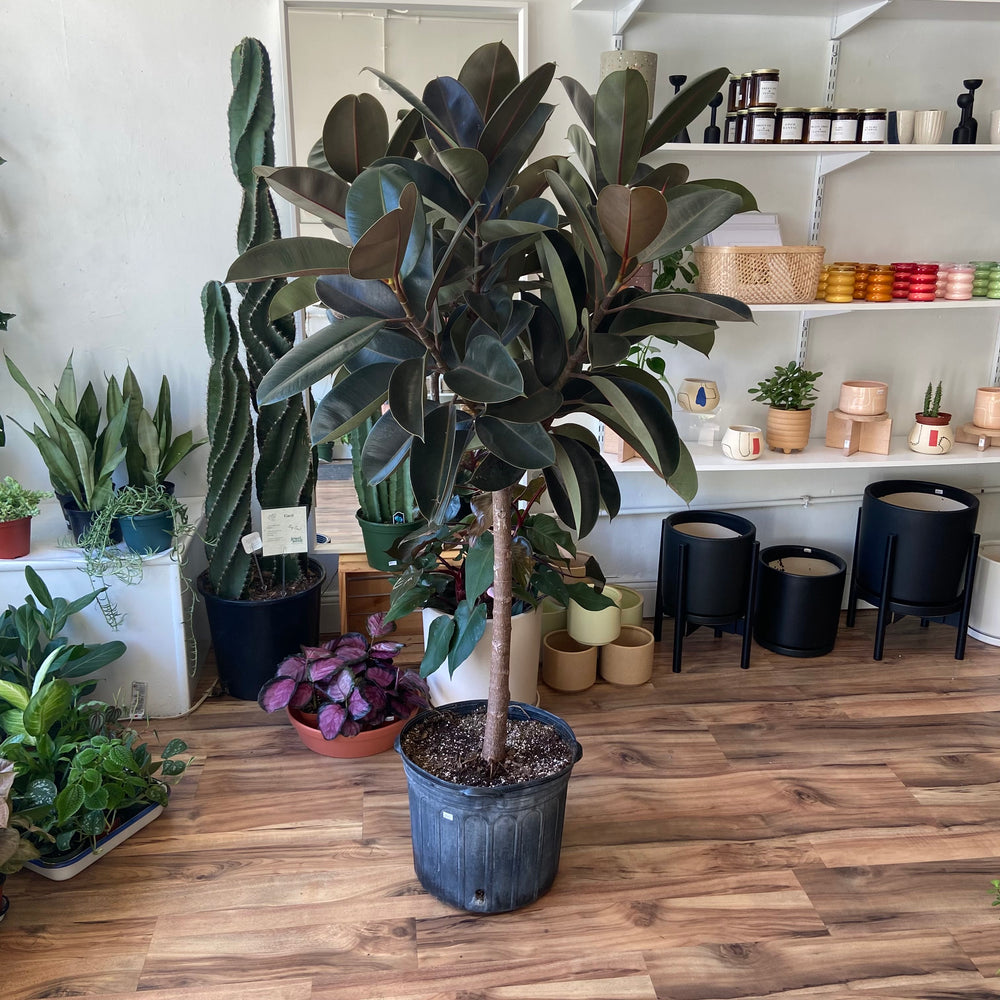 Rubber Plant - Ficus Elastica Tree