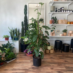 Monstera Adansonii Swiss Cheese Plant Totem
