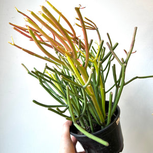 Euphorbia - Sticks of Fire - 6 Inch