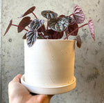 Easton Pot