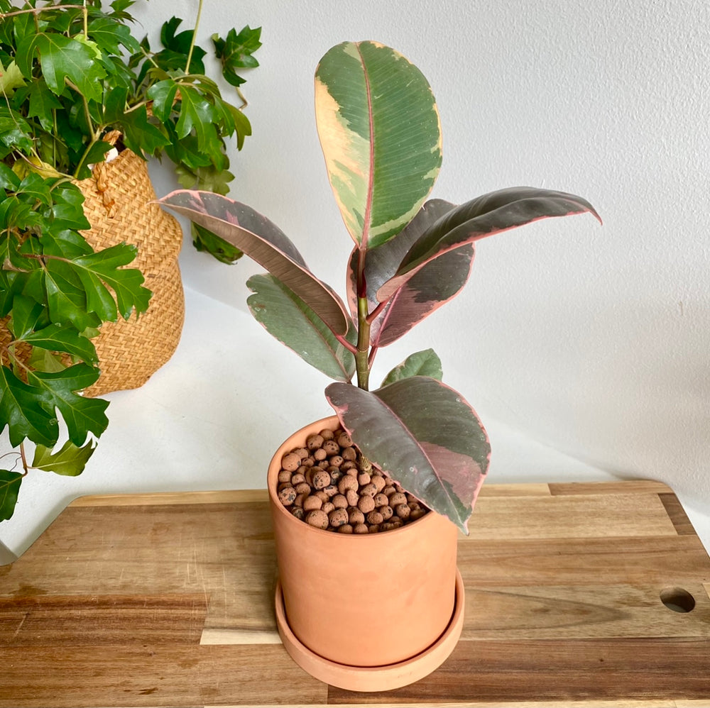 Red Ruby Rubber Plant