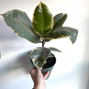 Ficus Tineke