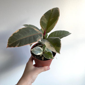 Ficus Tineke