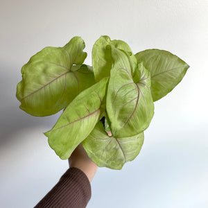 Green Syngonium - Arrowhead Plant