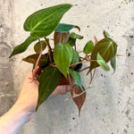 Micans Philodendron