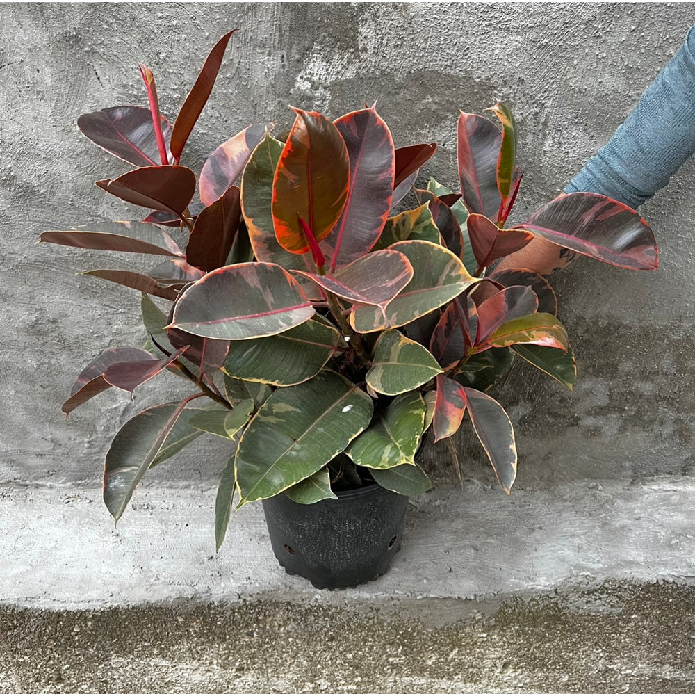 Red Ruby Rubber Plant