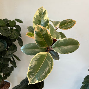 Ficus Tineke