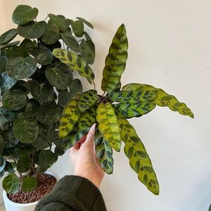 Calathea Unique Assortment