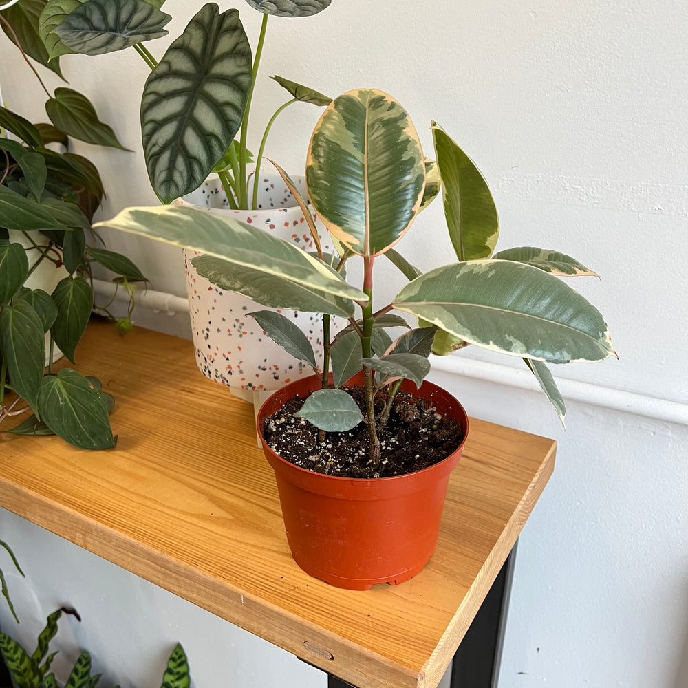 Ficus Tineke