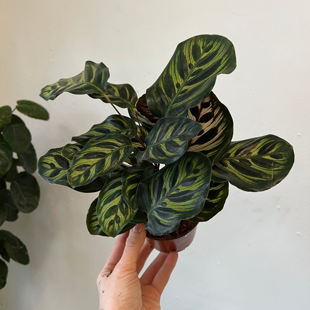 Calathea Unique Assortment